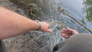 Вечерняя рыбалка на Понуре. Крупный карась, окуни и комары! Боковой кивок отлично себя проявил!