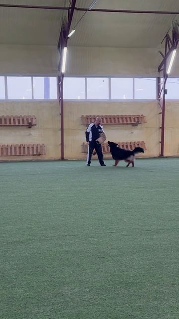 б/о Ирендорф ФРЭД +0+ №109. БРОННИЦЫ 20 декабря`25 Моно немецких овчарок смотреть онлайн