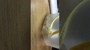 собираемся в деревню лошади шлях