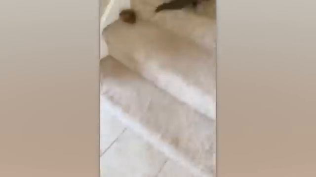 Смешные животные. Лучшее за год! смотреть онлайн