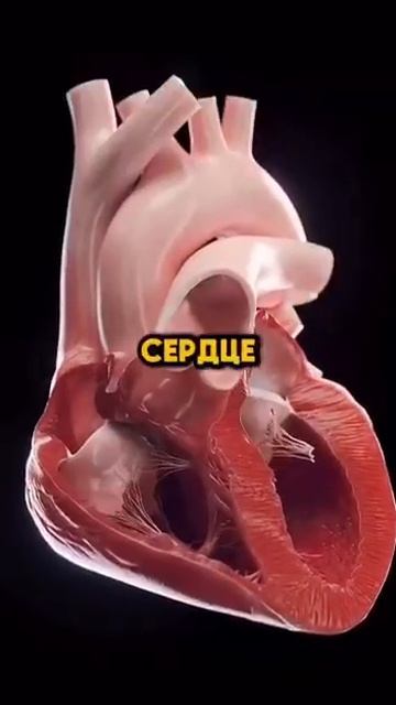 про здоровье смотреть онлайн