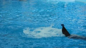 ВИДЕО  ПВН  ББ   (1468)