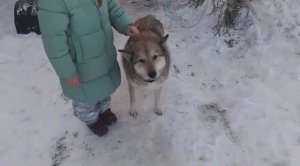 Барси 11 лет! 01/01/26 #западносибирскаялайка