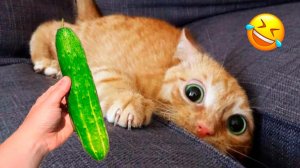 Ты смеешься, ты проигрываешь 😹 Самые смешные кошки и собаки 2026🤣