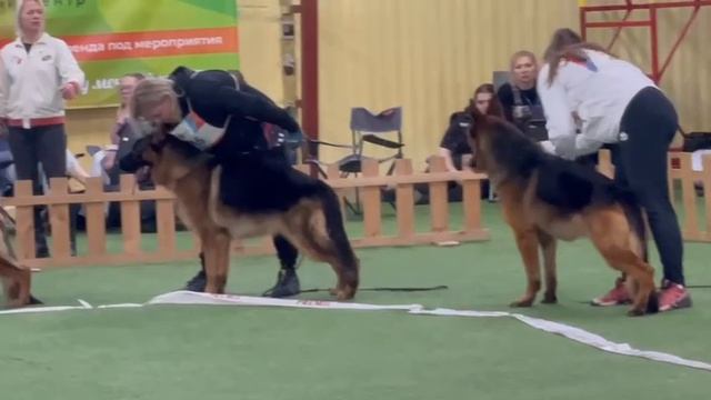 ЮНИОРЫ КОБЕЛИ / КЧК БРОННИЦЫ 20 декабря`25 Е.Силаева Моно немецких овчарок смотреть онлайн