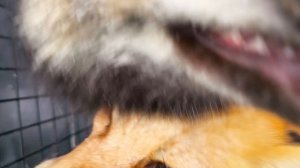 С новым годом #уралиса #лис #лисичка