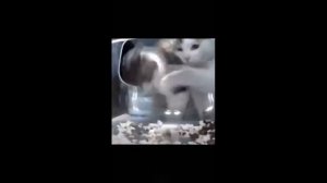 животная озвучкой