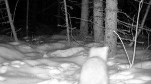 Видео от Красноярская тайга. Фотоловушки