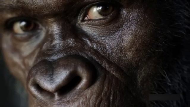 Почему Homo Erectus удерживал власть 2 миллиона лет смотреть онлайн