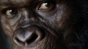 Почему Homo Erectus удерживал власть 2 миллиона лет