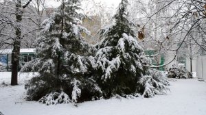 31=12=2025   (7)  КМР  СДХ