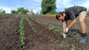Сажаю рассаду перцев, помидоров, арбузов и дынь в открытый грунт. Июнь 01 2024