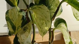 Сциндапсус Мраморное яблоко