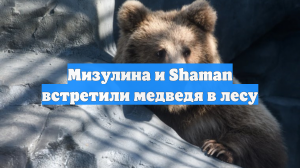 Мизулина и Shaman сняли на видео медведя в лесу