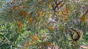 Облепиха не только полезная ягода, но и декоративный куст.