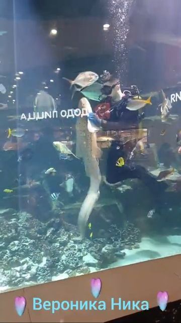 Кормление акулы в неволе. Акулу упрашивают поесть) смотреть онлайн