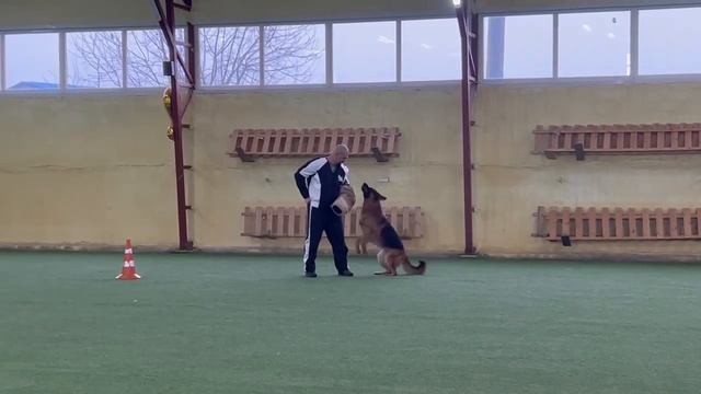 7 Отл. ISOR v. Zisawinkel +++ №29. БРОННИЦЫ 20 декабря`25 Моно немецких овчарок смотреть онлайн