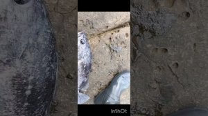 Береговой сезон 2024 Владивосток