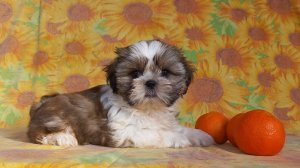 Мальчик ши тцу . Красавчик продаётся.