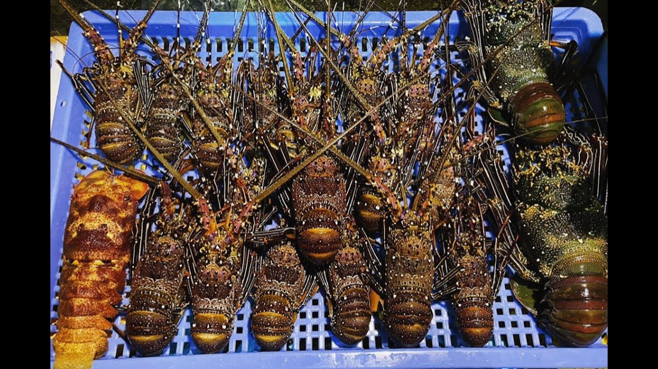 Подводная охота , ночью с фонарём / Ночной лов лобстеров / Ночная рыбалка смотреть онлайн