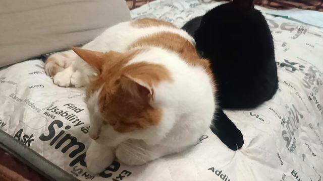 Кузя и Девочка смотреть онлайн