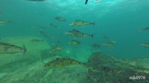 Поворотный_2020