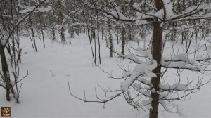 Заяц уходящего 2025 года.