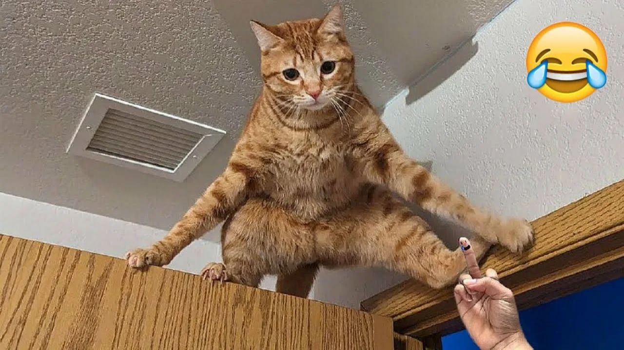 СМЕШНО ДО СЛЕЗ 😹😍 СМЕШНЫЕ КОТЫ, ЛУЧШИЕ ПРИКОЛЫ С КОТАМИ, СОБАКАМИ КОШКИ,СОБАКИ , ЖИВОТНЫЕ 🥰 смотреть онлайн