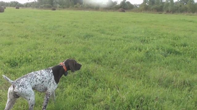 Курцхаар Эрик первое поле смотреть онлайн