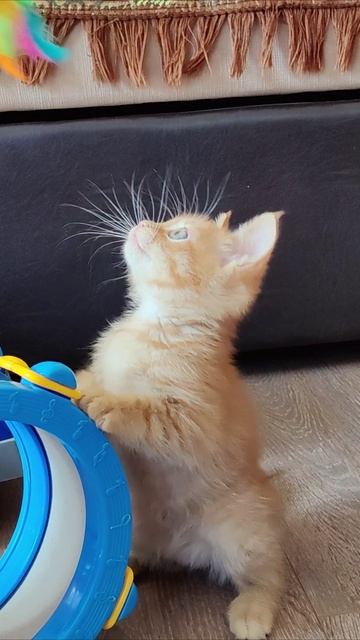 Подари мне игрушку. #котенок смотреть онлайн