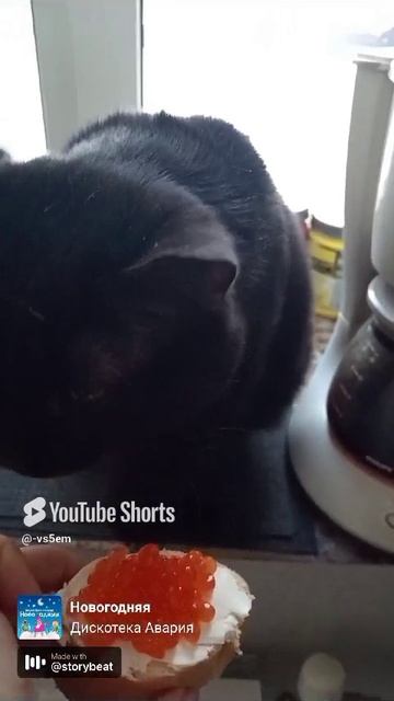 Новогоднее Утро Черныша!!!