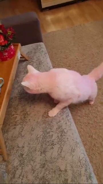 Кот на стиле. Розовый кот. смотреть онлайн