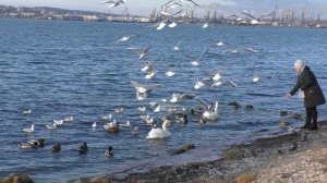 Завтрак лебедей.