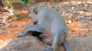 Воспроизводство поколений на потоке...   1000043003.mp4