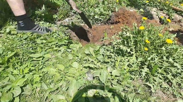 Лучший рецепт. Кедровая настойка. каразюм рецепт сама? смотреть онлайн