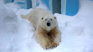 Белый медведь Кай и две его прекрасные дочки Белка и Стрелка.