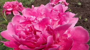 ПИОНЫ в нашем палисаднике.