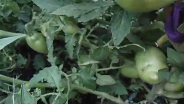 ТОМАТ ПЕТРУША - ОГОРОДНИК №7. ХОРОШО ВОССТАНАВЛИВАЕТСЯ ПОСЛЕ ПОДМЕРЗАНИЯ КУСТА. смотреть онлайн