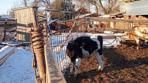 ОТКОРМ БЫЧКОВ . РАБОЧИЙ ДЕНЬ