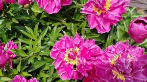 Пион 'Карл Розенфельд' (Karl Rosenfield) в нашем саду 2025