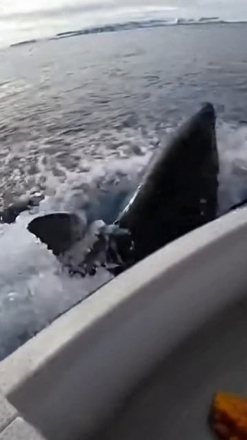 #shorts пингвин смотреть онлайн