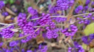 Вот такие неизвестные цветы в декабре! Отгадайте название ! #мирувлечений