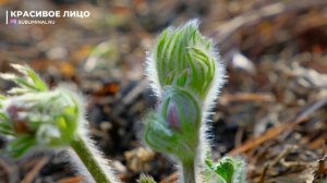 Красивое лицо. Омоложение кожи лица. Фэйслифтинг. Саблиминал Евгения Закирова.