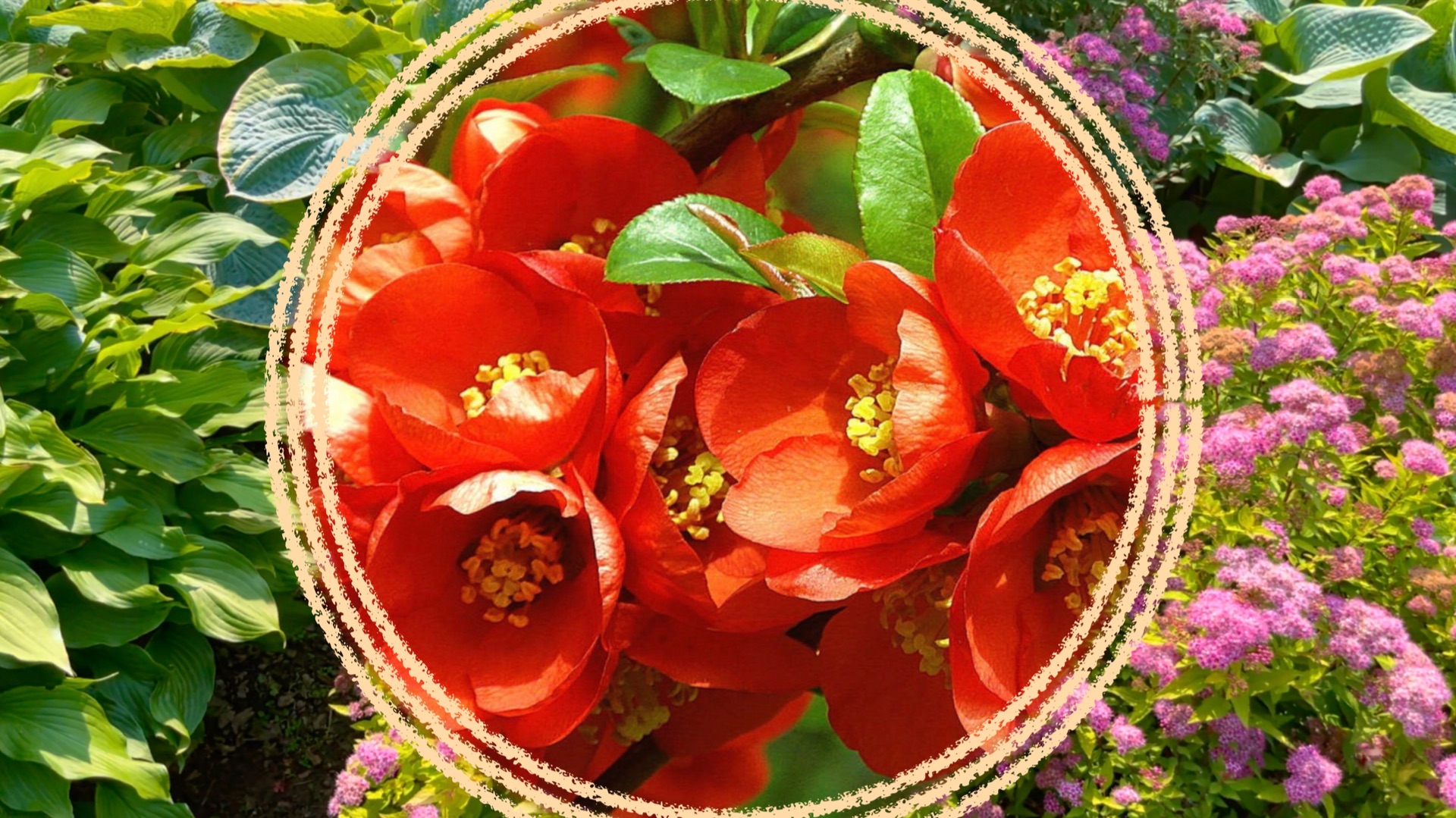 Кустарники для солнечных мест средней полосы. смотреть онлайн