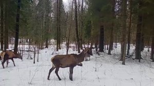 Олени зимой