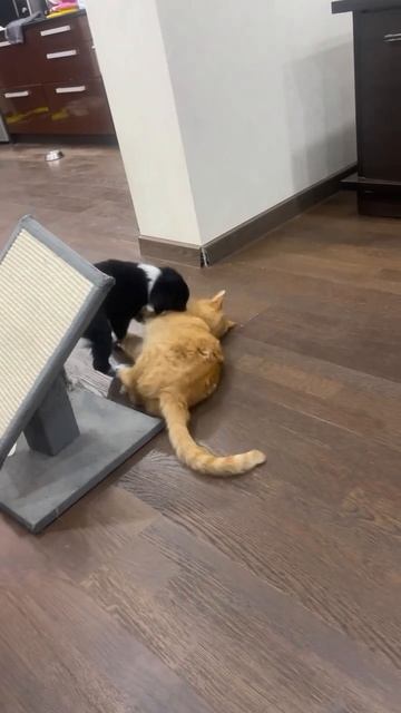 Достала милюзга смотреть онлайн