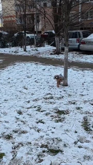 Йорк и брелок с QR кодом