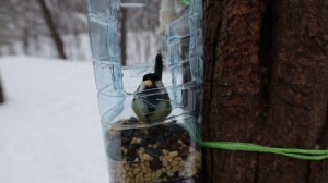 Немного о кормушке для птиц