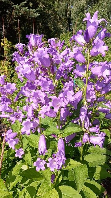 САМЫЙ ЛУЧШИЙ КОЛОКОЛЬЧИК ЦВЕТЫ САД ДАЧА смотреть онлайн