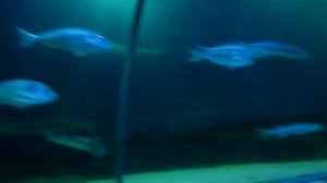 Лондонский аквариум